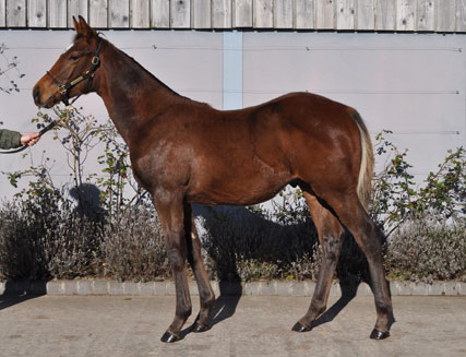 Lot 803
